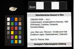 Foto (Objekt + Etiketten) von Cycloprosopon complanatiforme (Moericke, 1889) 